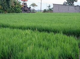 a green field with a small house in the middle photo