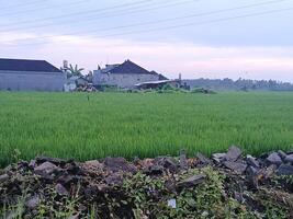 a field with a house in the background photo