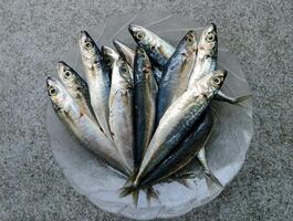 a bowl of fresh sardines on a table photo