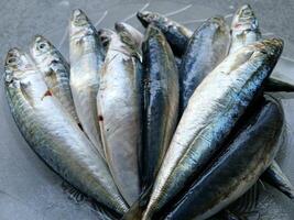 a group of small fish sitting on a plate photo