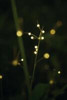 A plant with small white bulbs on its branches, bokeh effect, dark green background, close up shot, nature photo