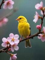 A bright canary perched on a blossoming cherry tree. Medium telephoto lens, spring morning photo