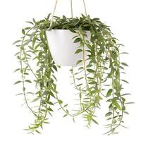 A Hoya Linearis plant with long, trailing vines of soft, narrow green leaves, displayed in a hanging pot with a minimalist white finish. photo