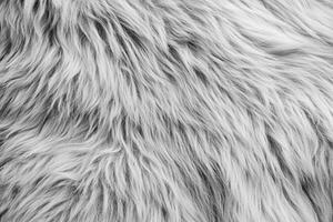 Gray fur texture. photo