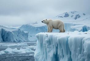 Perched on precipice of an iceberg, arctic bear. photo