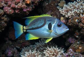 Sea fish in coral reefs have. photo