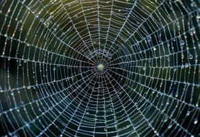 Spiderweb with a glistening dew drops. photo