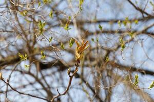 Horse chestnut buds opening on tree branch in early spring. Macro photography with natural background. Springtime holidays. Design for postcard, greeting card, wallpaper, banner. Macro shot photo