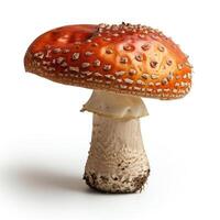 a vibrant red and white mushroom, possibly a morel, with an attractive and unusual color scheme. photo
