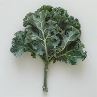 Collection of Arugula leaves in various states of development, photo