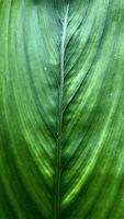 High-Resolution Macro of Leaf Structure photo