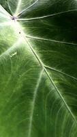 Macro Shot of Leaf Vein Details photo