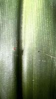 Botanical Leaf Pattern in Macro View photo