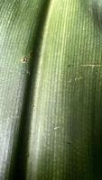 Detailed Texture of Green Leaf photo