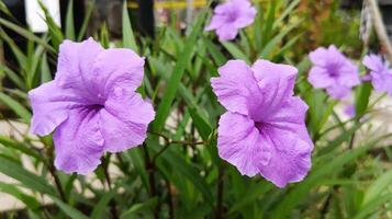 Close up of purple kencana flower with the scientific name Ruellia angustifolia. photo
