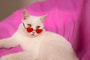 This Stylish White Cat is rocking HeartShaped Sunglasses that perfectly match its charm and appeal photo