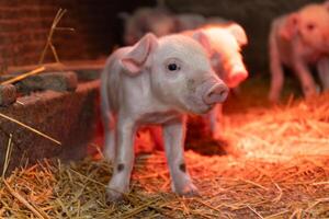 A group of curious and playful piglets exploring their cozy barn environment and surroundings photo