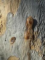 Unique textures and colors of bark on a tree trunk in natural setting photo