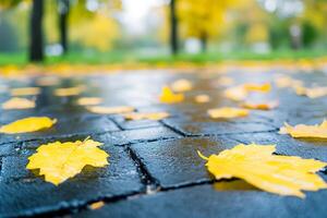Yellow autumn leaves on wet pavement in park setting. photo