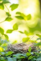 Empty bird's nest surrounded by lush green leaves in sunlit forest. photo