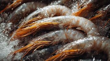 Freshly Harvested Shrimp on Ice at a Seafood Market in the Morning photo