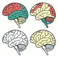 Detailed Brain Illustrations Four Color Variations Graphics. vector