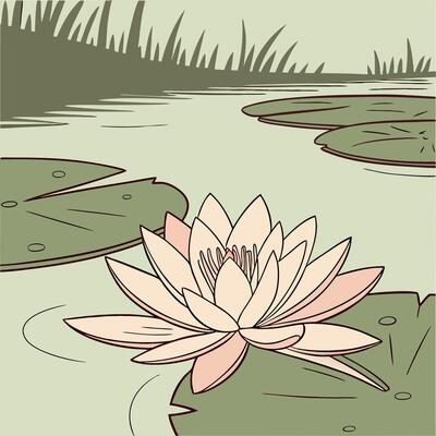 Serene Pink Water Lily Pond Illustration Botanical Art.