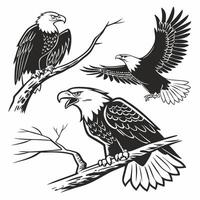 Bald Eagle Illustration Three Eagles, Monochrome. vector