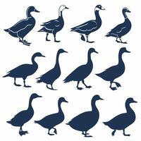 Duck and Goose Silhouettes 12 Professional Illustrations Farm Animals. vector