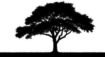 Deciduous Tree Silhouette vector