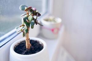 A crassula plant in a white pot on the background of a window. A seedling of the money tree. A succulent plant. Floriculture for a hobby. photo