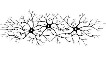 Neuron Network Black and White Synaptic Connections vector