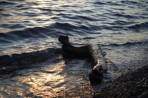 A driftwood on the shore. The sea at dusk. Water rushing onto the shore of a pebble beach in the afternoon sun. There is a place to copy photo