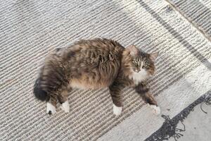 Top view of a cat lying on a carpeted floor. The cat looks directly at the camera. The pet is resting. The cat's ability to relax anywhere. photo
