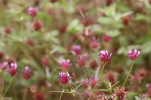 Tomcat Clover, Trifolium Willdenovii, an appealing native synoecious annual herb displaying axillaterminal subcapitate raceme inflorescences during Spring in the Santa Monica Mountains. photo