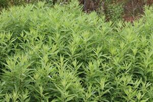 Douglas Mugwort, Artemisia Douglasiana, a population of these appealing native perennials, energized from previous rains, displays very robust growth during late Spring in the Santa Monica Mountains. photo