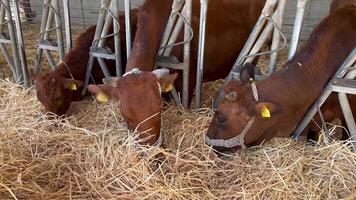 Cows Feeding in Barn Environment with Straw and Farm Equipment Emphasizing Agricultural Practices and Livestock Care video