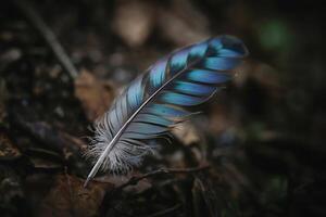 Iridescent Feather on Forest Floor, A Study in Contrasting Textures and Colors photo