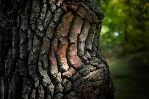 Textural Tree Bark Illuminated by Natural Light in a Lush Forest Backdrop photo
