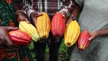 A group of farmers during the harvest, close-up on the cocoa beans video