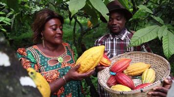 Two farmers carry out quality control of cocoa pods during harvesting video
