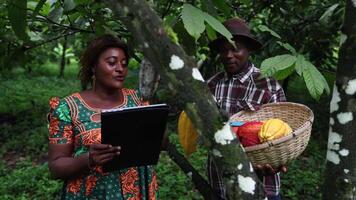 Two farmers having a conversation while harvesting cocoa pods in the plantation in Africa video