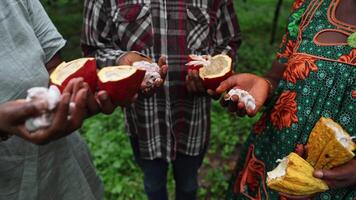 A group of farmers during the harvest, close-up on the cocoa pulp video