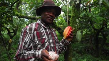 An African chocolate maker on his cocoa plantation holds a cocoa bean and its pulp in his hand video