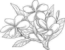 Delicate hand-drawn frangipani flower sketch, perfect for tropical or spa-inspired designs, and summer branding. vector