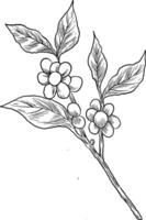 Hand-drawn coffee plant sketch detailed leaves and berries, ideal for botanical designs or coffee-related themes. vector