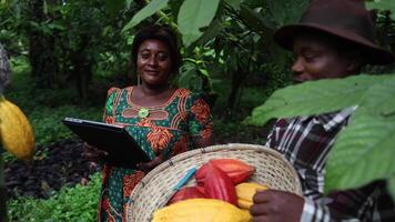 A farmer shows her thumbs up while working with her colleague on the cocoa plantation in Africa video