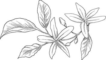 hand-drawn jasmine flower sketch, perfect for floral designs, fragrance branding, or nature-inspired projects. vector