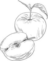 Detailed hand-drawn apple sketch, perfect for food-related designs, wellness branding, or natural-themed projects. vector
