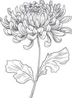 Detailed hand-drawn chrysanthemum flower sketch, ideal for seasonal designs, floral branding, or vintage botanical themes. vector